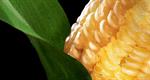 Monday Ag Markets - January 8
