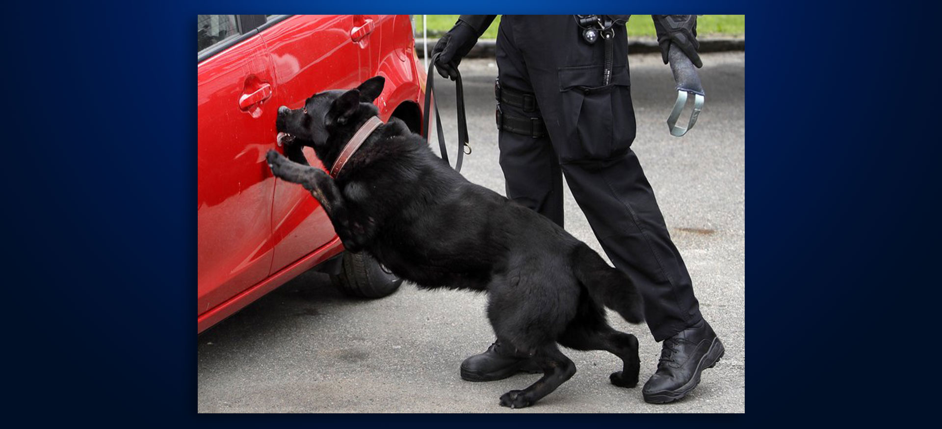 Police Carry Drug Kits To Save K-9s From Opioid Overdoses