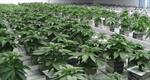 Sessions To End Policy That Let Legal Pot Flourish