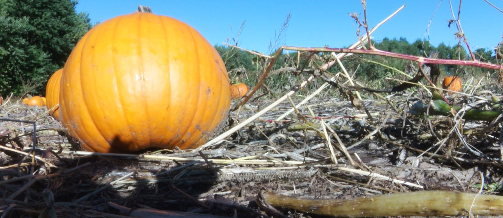 christmas tree farm raising funds for las vegas victims christmas tree farm raising funds for las vegas victims