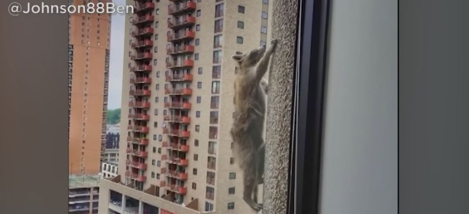 raccoon that climbed st paul tower set free