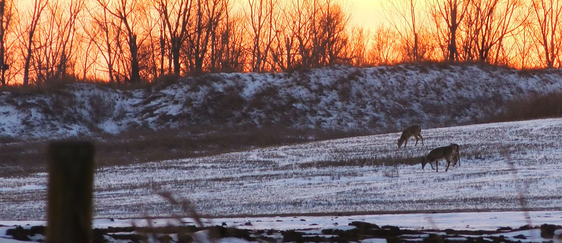 Winter scene deer outdoors January